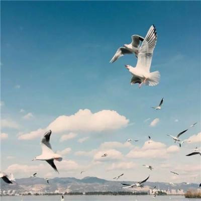 加拿大pc入口app下载